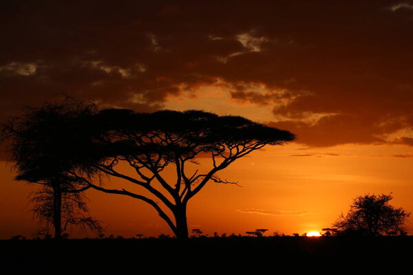 sunset in the serengeti national park in tanzania