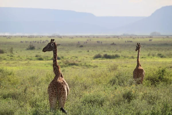 Giraffes Grass Serengeti National Park Tanzania — Stock Photo, Image