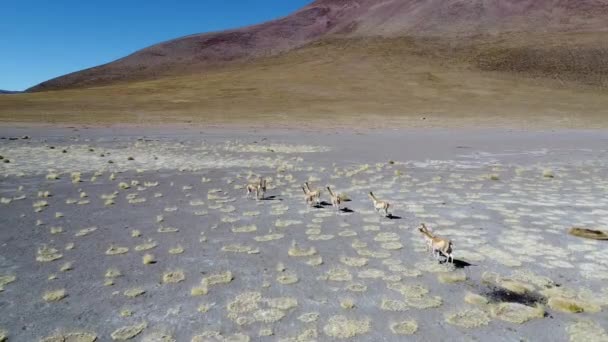 Güney Amerika Bolivya Bir Tarlasını Geçen Lamalar — Stok video