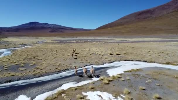 Guanacos Vicugnas Volně Žijící Zvěř Vysočině Bolívii Jižní Amerika — Stock video