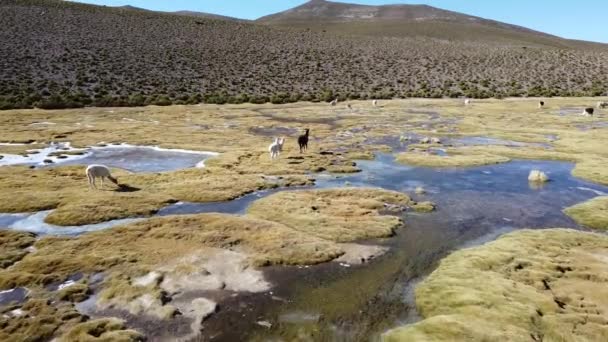 Guanacos Vicugnas Wildlife Highlands Bolivia Southfilica Atacama Dessert — стоковое видео