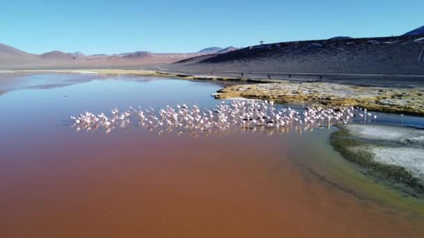 Рожеві Фламінго Харчуються Червоною Лагуною Високогір Болівії — стокове відео