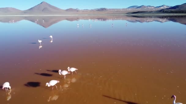 Flamencos Rosados Alimentándose Una Laguna Roja Las Tierras Altas Bolivia — Vídeo de stock