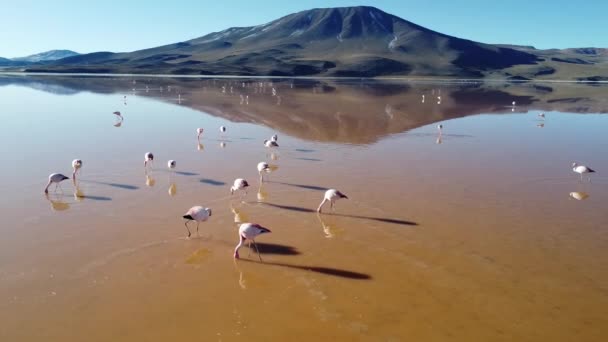 Flamencos Rosados Alimentándose Una Laguna Roja Las Tierras Altas Bolivia — Vídeo de stock
