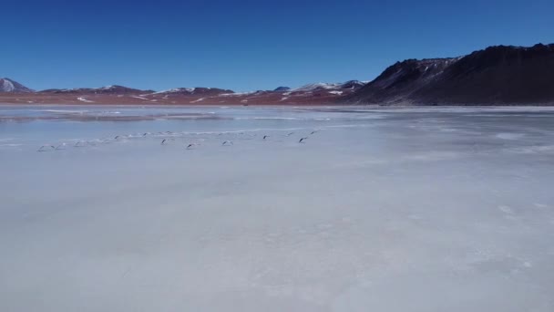 Pink Flamingos Flying White Lagoon Highlands Bolivia Sorrounded Mountains Beautiful — Stock Video