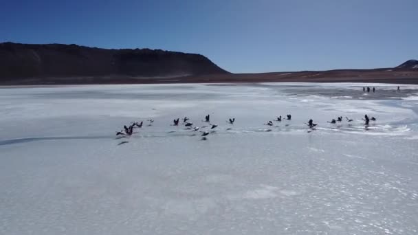 Růžoví Plameňáci Létající Nad Bílou Lagunou Vysočině Bolívii Obklopeni Horami — Stock video