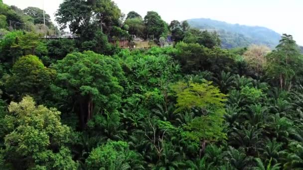 プーケットの緑の熱帯性の性質の概要 航空ビュー Karonビューポイント 展望台 緑の山々 ヤシの木 美しい環境の人々 高品質4K映像 — ストック動画