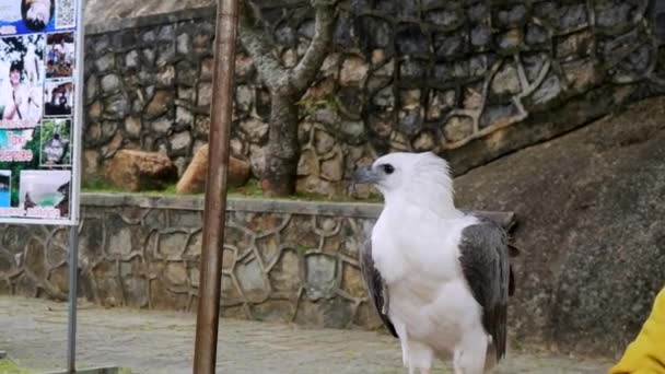 Orzeł Orzeł Górski Sokół Karon View Point Duży Ptak Zdjęcie — Wideo stockowe