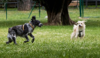 Yaz doğasında oynayan iki köpeğin portresi. Prato, İtalya 'da çayırda poz veren pankart.