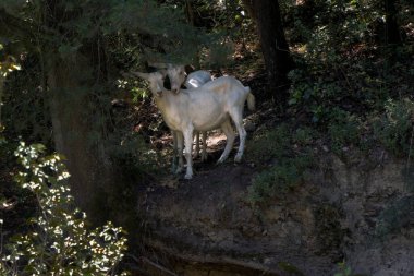 Güzel, genç bir çift beyaz keçi, aşk dolu bir çukurun kenarında.
