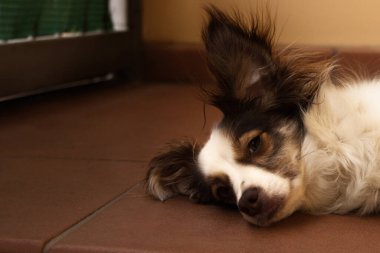 İtalya 'nın bahçesinde dinlenen küçük tatlı melez bir dişi köpek.