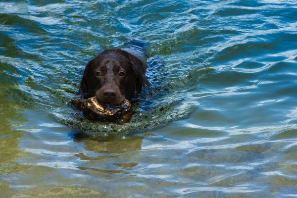 Köpek yazın temiz gölde yüzmekten hoşlanır. Aktif hayvanlar, yüzen köpekler.