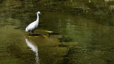 Dev ızgarada cezbedici et