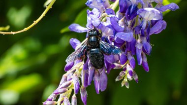 Mavi salkımın üzerinde siyah yaban arısı çiçek 1