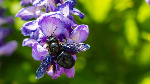 Black bumblebee above the blue wisteria flowers 2