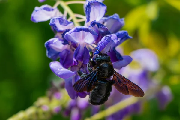 Black bumblebee above the blue wisteria flowers 4
