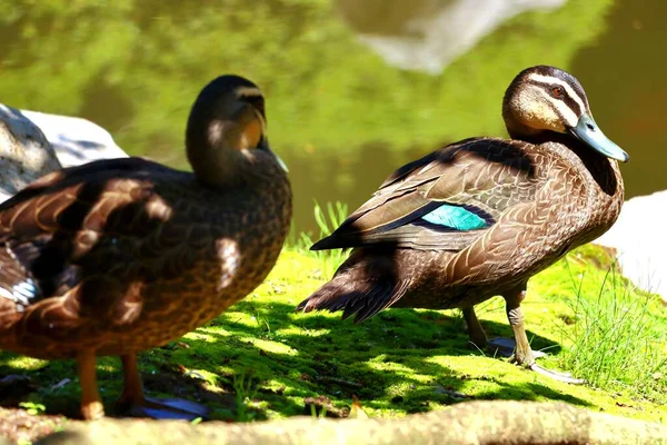 Two Ducks Morning Sun Light Close Portrait Colorful Green Background — Stock Photo, Image