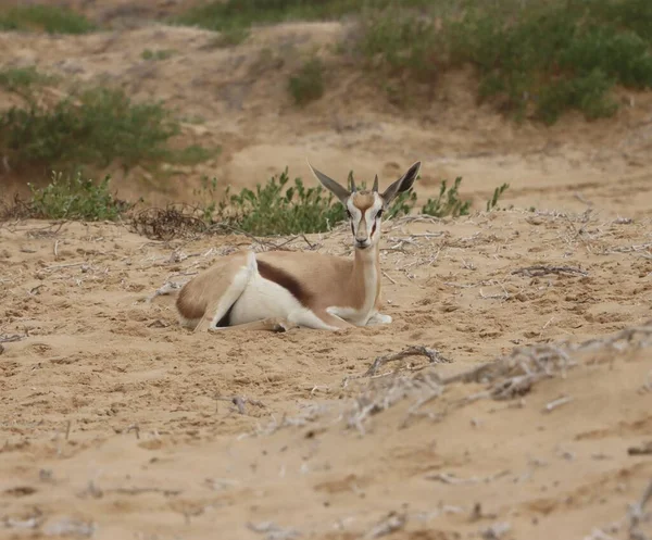 stock image Resting young animal springbok sitting laying down on the sand in the bush in Namibian desert