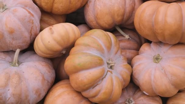 Wiele Dużych Pomarańczowych Dyń Mandarynki Odmiany Zbieram Plony Rolnicza Agronomia — Wideo stockowe