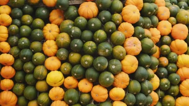 Wiele Mini Kolorowe Dyni Zbieram Plony Rolnicza Agronomia Wystawa Sprzedaż — Wideo stockowe