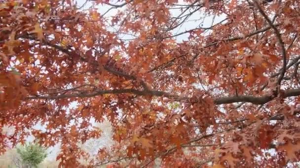 Žluté Podzimní Listy Oak Strom Listoví Třepotat Větru Detailní Video — Stock video