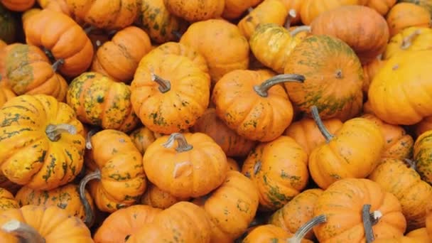 Muchas Mini Calabazas Naranja Mandarina Variedad Cosecha Agronomía Agrícola Exposición — Vídeo de stock