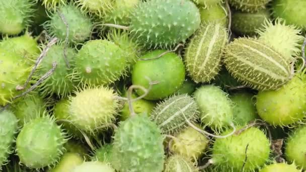 Cucumis Anguria Cackrey Colores Verdes Calabaza Las Indias Occidentales Con — Vídeo de stock