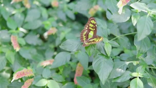 美しい庭を飛んでSiproeta石蝶 春の楽園 緑豊かな葉の自然背景 高品質のフルHd映像 — ストック動画