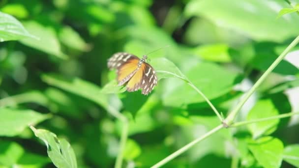 Tithorejský Motýl Zářící Zeleném Listu Krásné Zahradě Ful — Stock video
