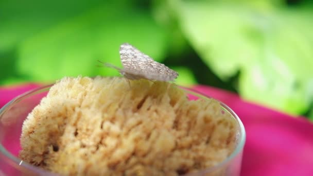 Hamadryas Februa Kelebeği Bir Beze Oturur Güzel Bir Bahçede Içer — Stok video
