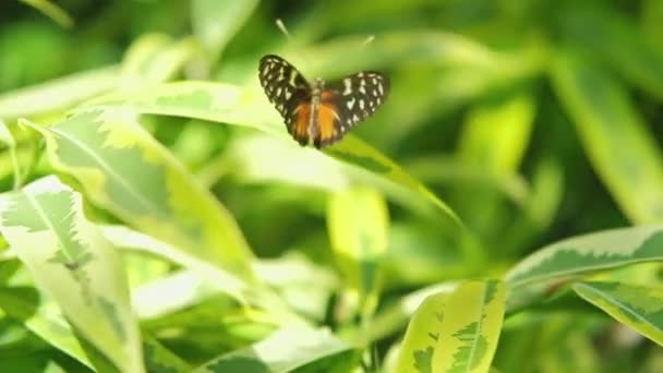 Tithorea Butterfly Shining Green Leaf Beautiful Garden Ful — Stock Video