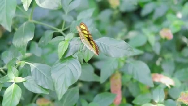 Mariposa Siproeta Stelenes Volando Hermoso Jardín Paraíso Primavera Exuberante Follaje — Vídeo de stock
