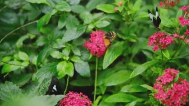 Pembe Pentas Çiçek Yaprakları 'nda renkli kelebekler. Arkaplan 4K HD Kelebek