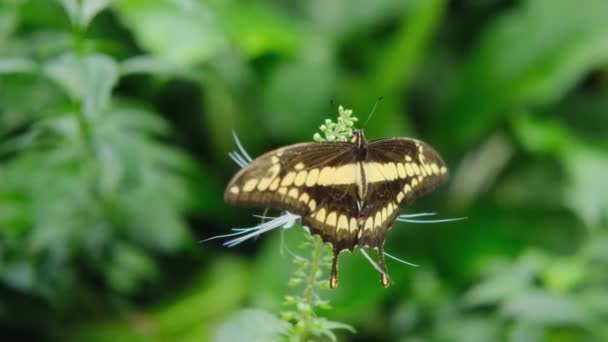 Plachetnice Jako Motýl Zářící Zeleném Listu Krásné Zahradě — Stock video