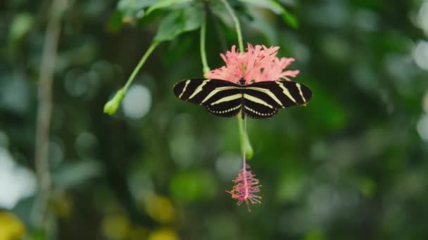 Heliconida Charitonia Vlinder Schijnt Een Bloem Een Prachtige Tuin — Stockvideo