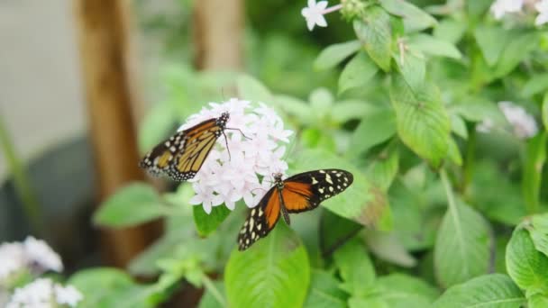 Δύο Φυστίκια Danaus Futterflyes Λάμπουν Ένα Λευκό Λουλούδι Έναν Όμορφο — Αρχείο Βίντεο