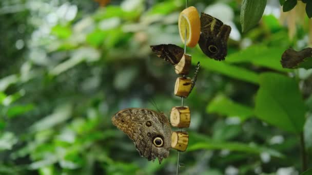 Caligo Memnon Gufo Farfalla Mangiare Banane Bellissimo Giardino Sfondo Farfalla — Video Stock