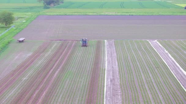 Tractor Working Field Process Celery Summer Shooting — Stockvideo