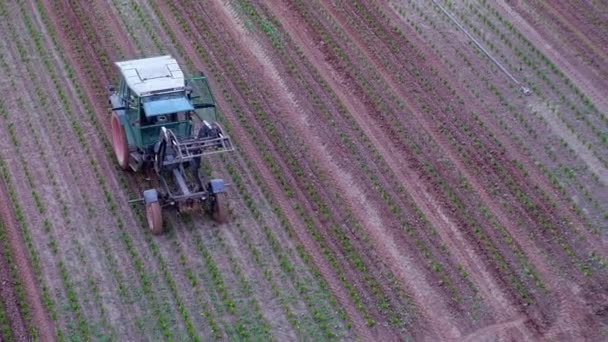 Tractor Working Field Process Celery Summer Shooting — Video Stock