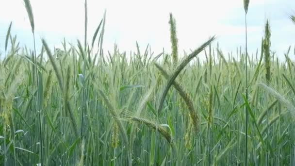 Green Ears Oats Sway Wind Field Summer Close Agriculture Background — Stock Video