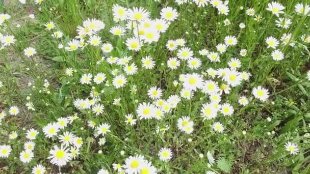 Bílé Květy Heřmánkových Keřů Loukách Léčivá Rostlina — Stock video