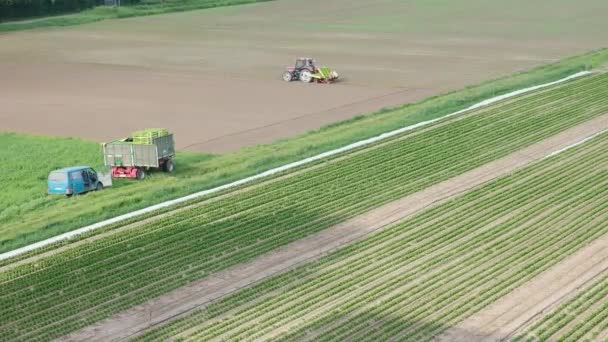 拖拉机和农场工人准备在田里种植芹菜的设备 从上往下看 — 图库视频影像