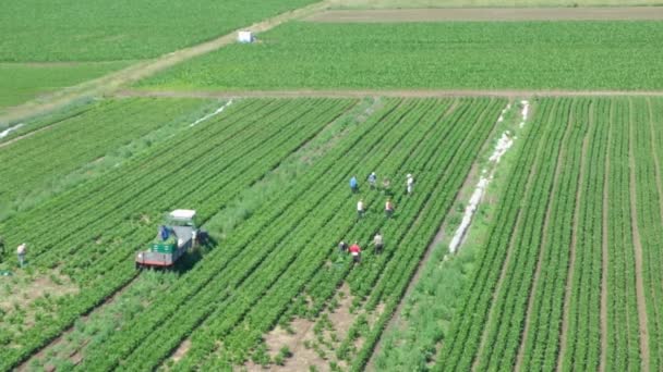 トラクターに乗って畑でセロリを収穫する準備をしている農場労働者 背景がぼやけてる ぼかす — ストック動画