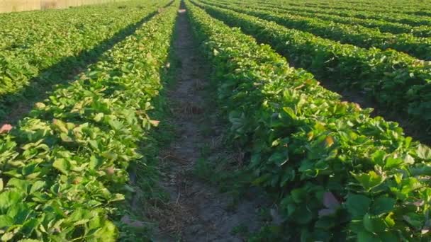 Strawberry Field Rows Bushes Strawberries People Agriculture Background — Video Stock