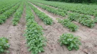 Yeşil sıra sıra patateslerle dolu bir tarla. Patates yetiştiriyorum.