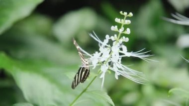 Heliconius erato kelebeği güzel bir bahçede beyaz bir çiçeğin üzerinde parlıyor. 4K