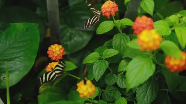 美しい庭の花に輝く2つのHeliconida Charitonia Butterflyes — ストック動画