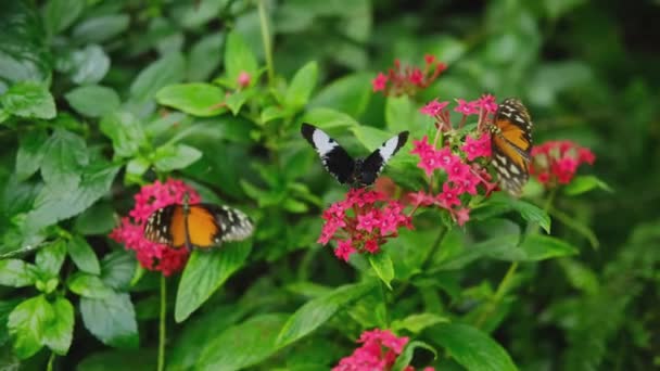 Yellow Black Cardinal Dots Butterfly Pink Pentas Lanceolate Flowers Green — Stockvideo