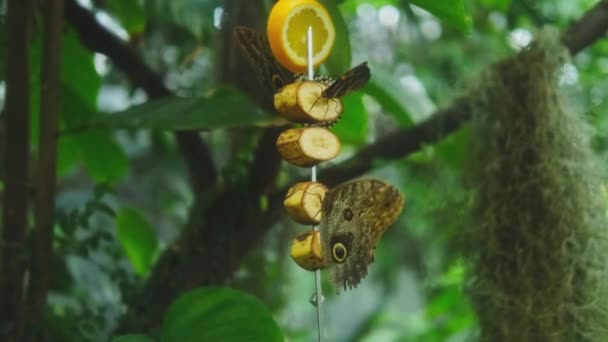 Caligo Memnon Owl Butterfly Eating Bananas Beautiful Garden Background Butterfly — 비디오