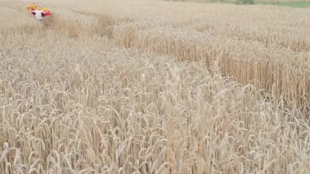 Little Blond Girl Germany Flag While Running Beautiful Goldwheat Field — Stock video